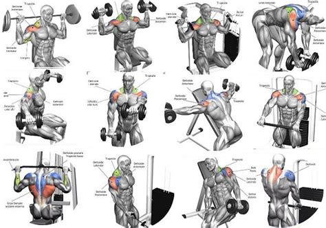 Best Shoulder Building Exercises Work Ejercicios Musculacion