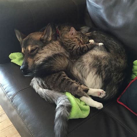 This Husky Picked Out Her Own Kitten To Take Home From Shelter Bored