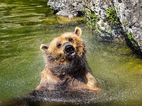 Brown Bear Shaking Off Water Stock Photo Image Of Water Splash 84615482