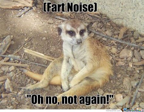 Funniest Meerkat Meme Pictures Collection Picss Mine