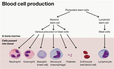 Start studying liver cell model. Leukaemia | Institute of Immunity and Transplantation ...