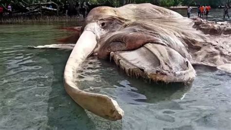 The Massive Sea Monster Mystery In Indonesia Has Been Solved Neatorama