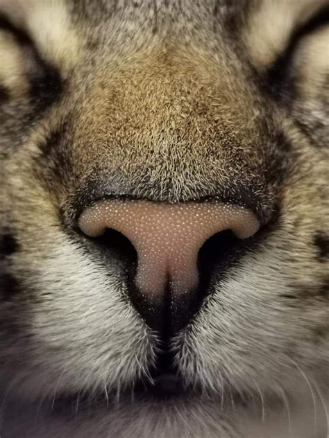 Close Up Cat Nose Cat Nose Cats Close Up