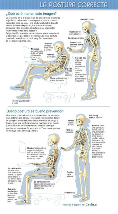 El término cactus procede de la lengua latina, aunque su raíz etimológica se halla en el griego káktos. ¿Cuál es la postura correcta en la oficina?