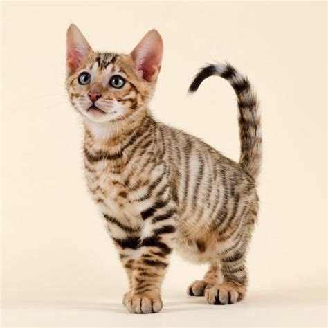 Tiger Cat Breeds Wild Looking Cats To Keep At Home Petskb