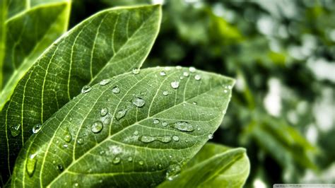 Download Green Leaves With Water Drops Wallpaper 1920x1080 Wallpoper