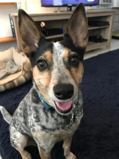 Blue Heeler Chihuahua Mix Everything You Need To Know Prefurred