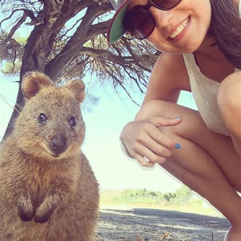 New Selfie Trend In Australia Will Win Over Your Heart Quokka Selfie