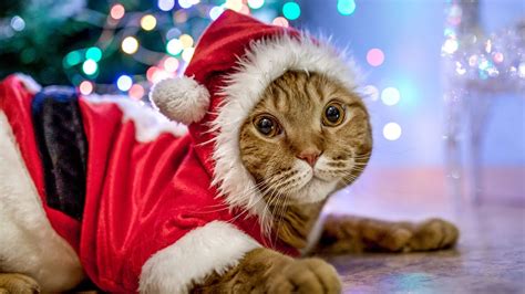 Omg So Cute Funny Cats Preparing Cats For Christmas🐈 2022 11 Youtube
