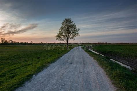 Gravel Road Through Meadows Lonely Tree And Evening Clouds Stock Photo