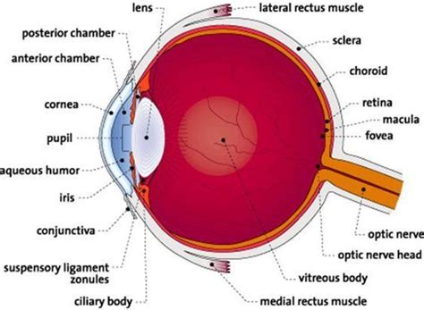 Labeled Diagram Of The Eye Elegant Human Eye Anatomy Parts Of The Eye