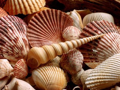 Brown Shells Sea Shells Shells She Sells Seashells