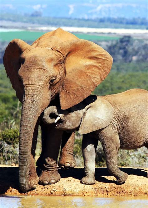 92 Baby Elephant Photos Videos And Facts Thatll Make You Go A