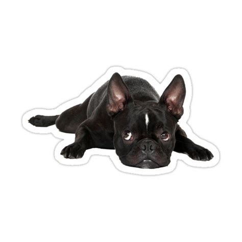 French Bulldog Sticker By Damndiamond In 2021 French Bulldog French
