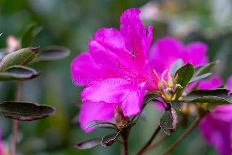 Foreground Of Pink Flower On The Right Side Stock Image Image Of