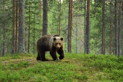Brown Bear In A Forest Landscape Stock Photo Image Of Wildlife