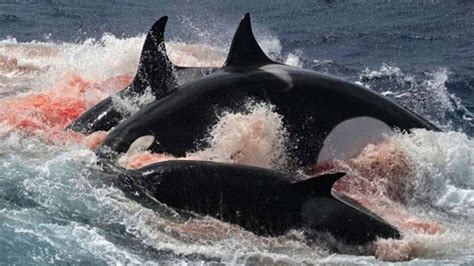 Australias Killer Whales Are Whale Killers Whales And Dolphins
