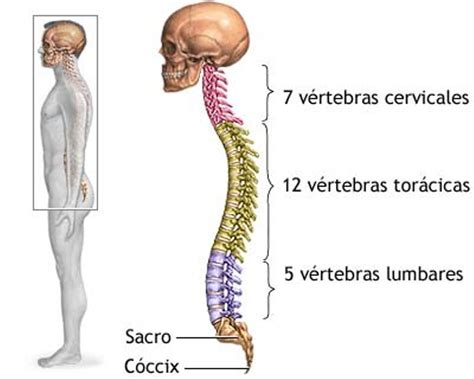 AnatomÍa Y FisiologÍa Humana 1 Huesos De La Columna Vertebral