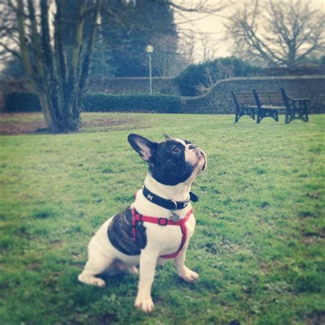French west highlander (french bulldog x west highland white terrier). French bulldog Bert - out and about. | Boston terrier ...