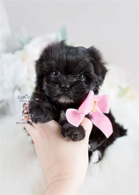 Designer Breed Maltipoo Puppy Teacups Puppies And Boutique