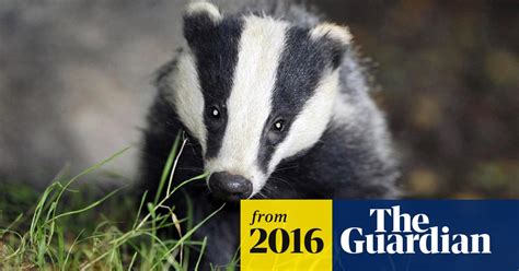 Badger Cull Protesters Change Tactics In Response To Expansion