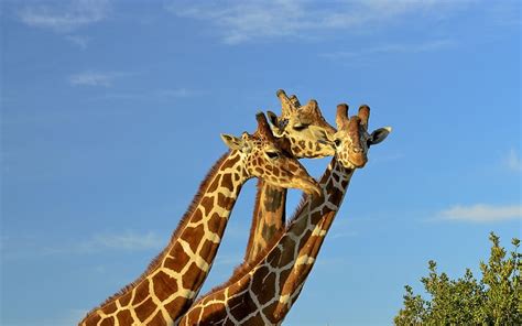 Giraffes Africa Sky Animals Hd Wallpaper Peakpx