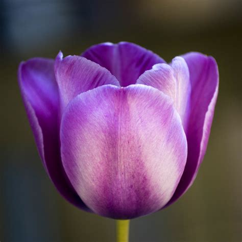 Purple Tulip Flower Head A Macro Photo Of A Purple Tulip F Flickr