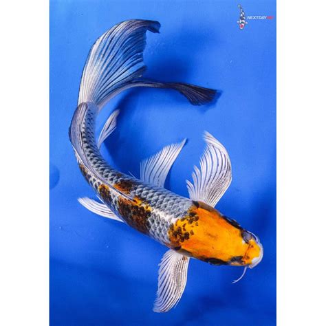 9 Imported Kujaku Butterfly Koi Koi Fish For Sale