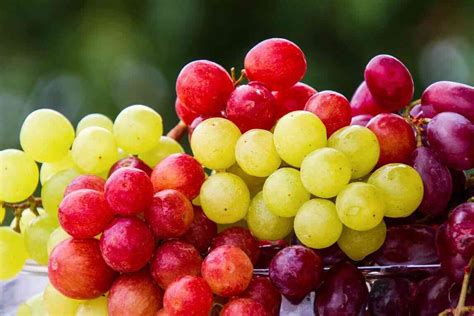 Health Benefits Of Grapes Nutritional Value And Side Effects