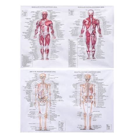 Doolland Vintage Muscular And Skeletal System Anatomical Chart Set