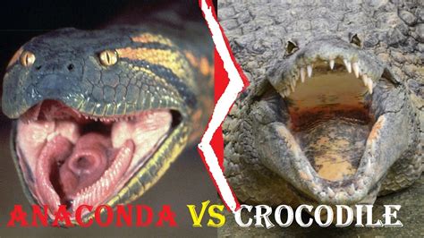 Crocodile Vs Anaconda Fight