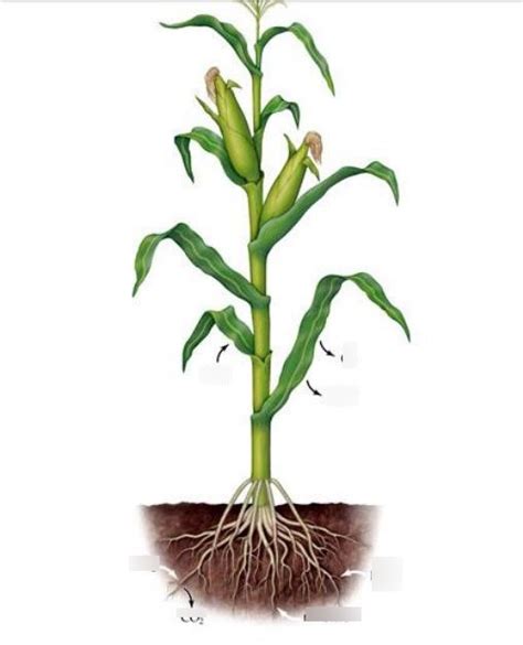 Corn Plant Diagram Quizlet