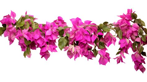 Bougainvillea Hanging Plants Isolated On Transparent Background Ai