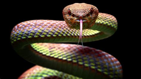 Watch This Hunting Snakes Encounter With The Most Venomous Snake