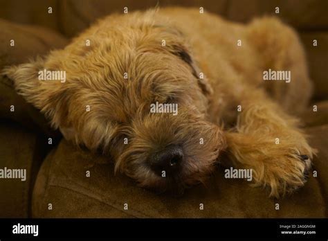 A Border Terrier Dog Asleep On A Sofa Stock Photo Alamy