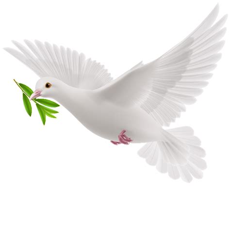 Download This Graphics Is Peace Dove Cartoon Transparent About