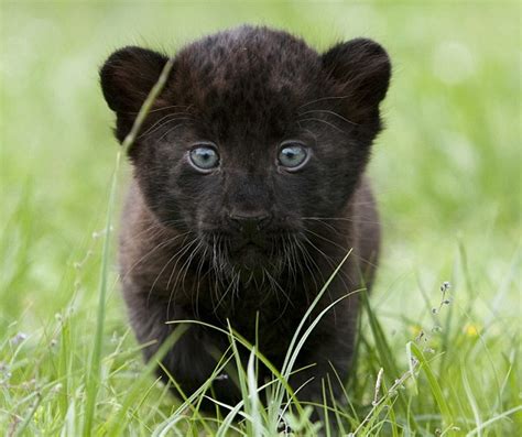 1000 Images About Black Panthers On Pinterest Panthers