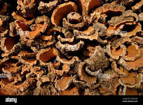 Cork Bark Pile High Resolution Stock Photography And Images Alamy