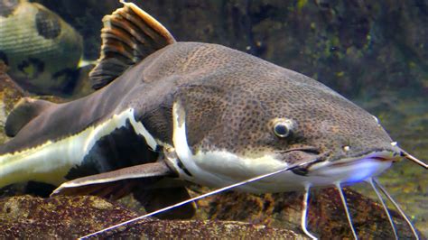 Redtail Catfish Wallpapers Wallpaper Cave