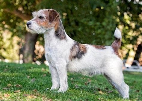 7 Best Swedish Deerhound Images On Pinterest Big Dogs Irish