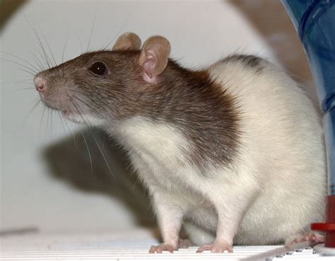 18 Of The Cutest Pet Rats You Have Ever Seen