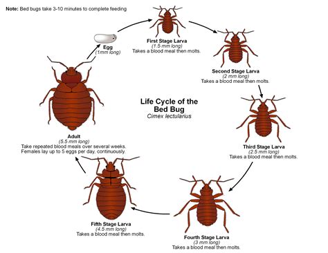 Life Cycle Of A Bed Bug Dormivigilia