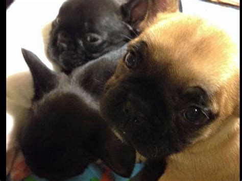 Most breeders and rescue organizations will require a potential adoptive family to fill out an application and will then interview the family. K4 French Bulldogs - Michigan - French Bulldog Puppies For ...