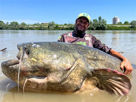 Italian Angler Catches Pending World Record Wels Catfish Over 9 Feet