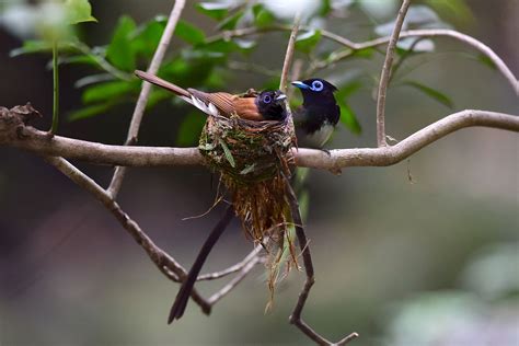 The Japanese Paradise Flycatcher Terpsiphone Atrocaudata Also Called