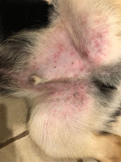 My 4 Month Old Puppy Has Developed A Rash On His Groin Area Please See