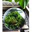 Mini Orb Desk Terrarium Kit With Live Moss Plants
