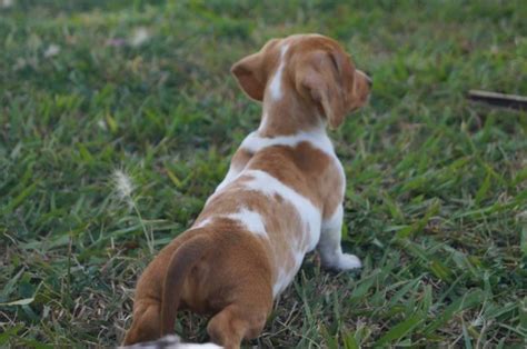 A dachshund can be a good fit for a novice owner as long as they attend obedience and puppy training classes. Miniature Dapple Dachshund Puppies For Sale | Sandton ...