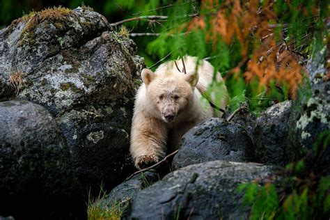 Research Hopes To Protect Habitat Of Canadas Rare Spirit Bears