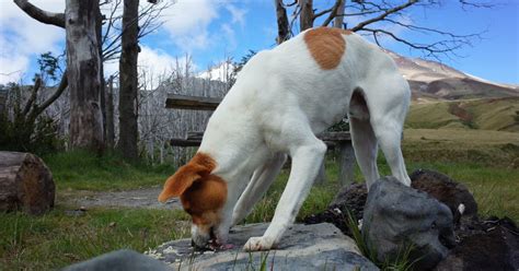 9 Must Know Reasons Why Dogs Arch Their Backs And What To Do